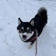 ふくまるの画像