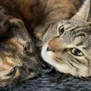 あだっち
