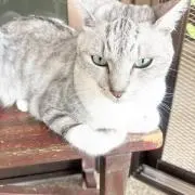 柚
