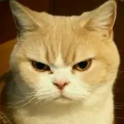 シロタの画像