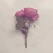 のあ
