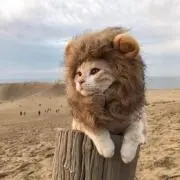 しまきりん