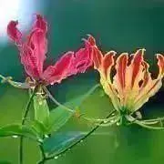 reiの画像