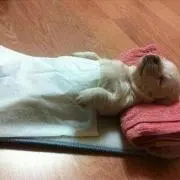 ピンクの画像