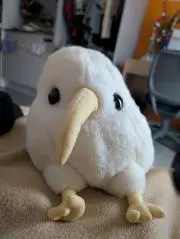 かりゆがの画像