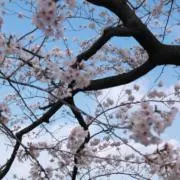 sakura_no_kiの画像
