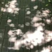 Rの画像
