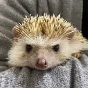 Lokelaniohanaの画像