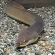 うなぎの画像