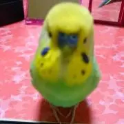 さぶちゃんの画像