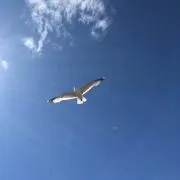 もぎたての画像