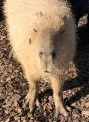 カピバラ♡ままの画像