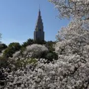 ACEの画像