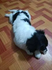 Karu Yagu
