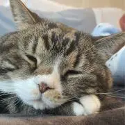 Marbleの画像