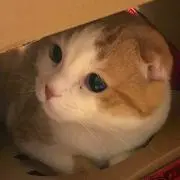 のりたま0628の画像