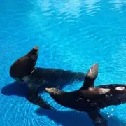 H Kの画像