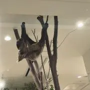 おもちの画像