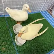 みの画像