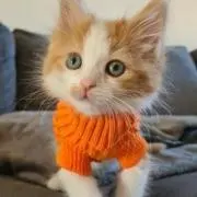 にゃんチューの画像