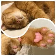 maron