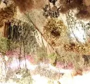 kabaの画像