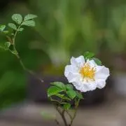 mejiccoの画像
