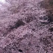 ちー
