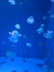 はなぴっぴの画像