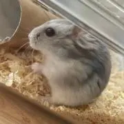 きらりんちょ