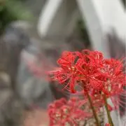 Momomo 断捨離中の画像