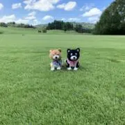 ミヤの画像