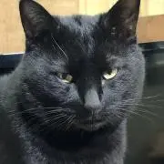 のらねこ