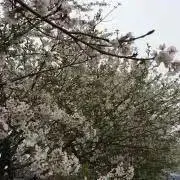 Chiriの画像