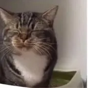 クロクマ