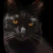 黒猫kurobei