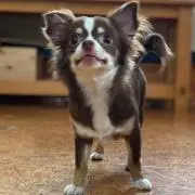 5h1ng0:)の画像