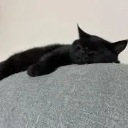 Mioの画像