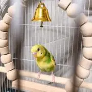 さらの画像