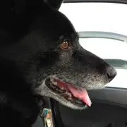 のりっきー