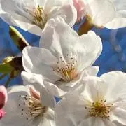 SAKURA