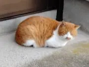 みかん日記の画像