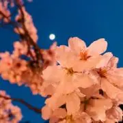 mai