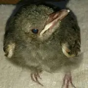 ☆ちょき*