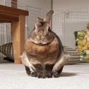 母の画像