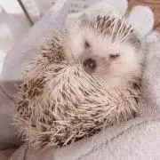 サクの画像