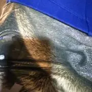 vの画像