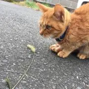 あおいの画像