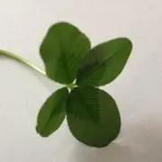 えむくらふと