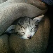 ⭐ありすとん⭐